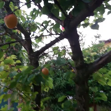 Dreon بيت ضيافة